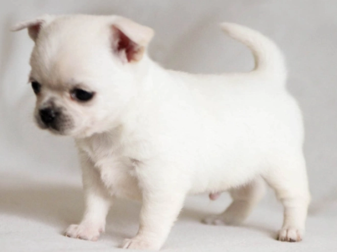 Chihuahua Welpe kaufen