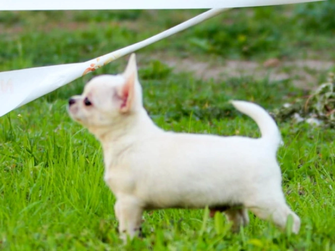 Chihuahua Welpe kaufen