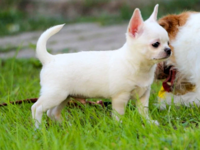 Chihuahua Welpe kaufen