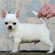 Taboo, white Chihuahua Welpen kaufen