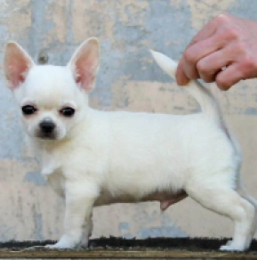 Chihuahua Welpe kaufen