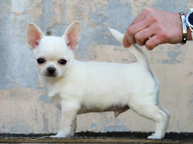 Chihuahua Welpe kaufen
