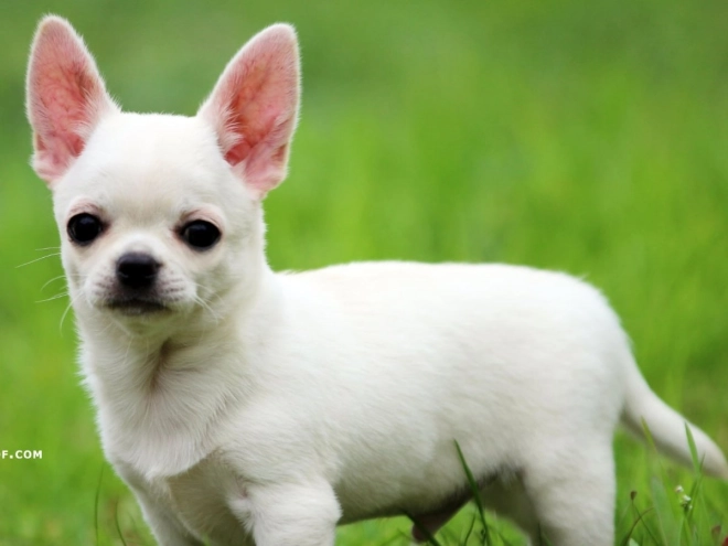 Perros Chihuahua en venta