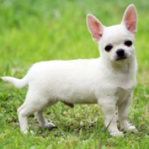 Taboo, white Chihuahua for sale