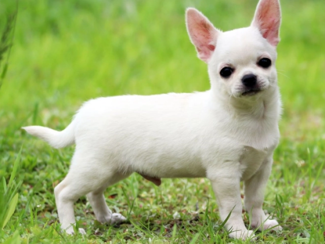 Perros Chihuahua en venta