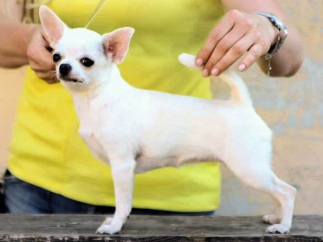 Chihuahua Welpe kaufen