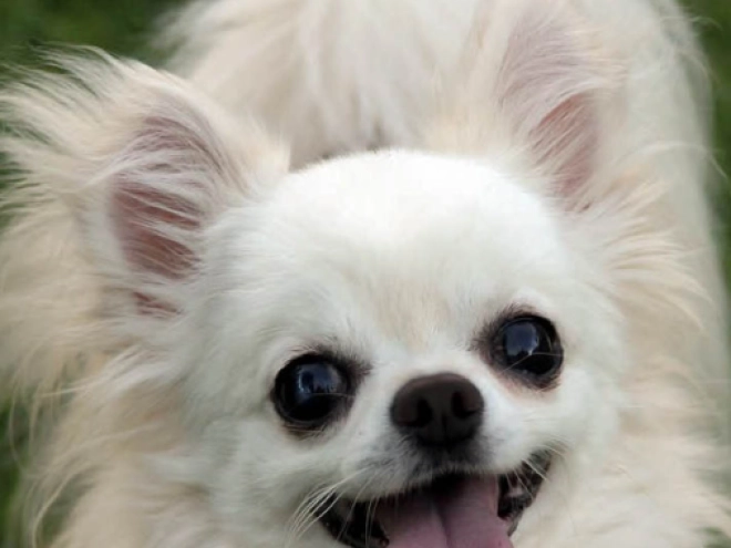 Chihuahua Welpe kaufen