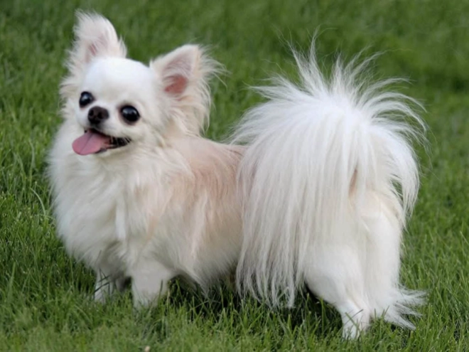 Chihuahua Welpe kaufen