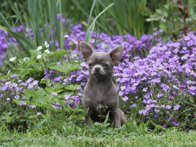Chihuahua Welpe kaufen