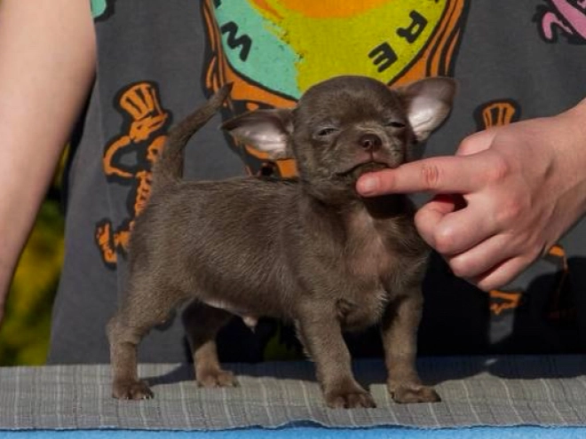 Chihuahua Welpe kaufen