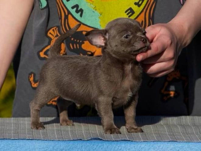 Chihuahua Welpe kaufen
