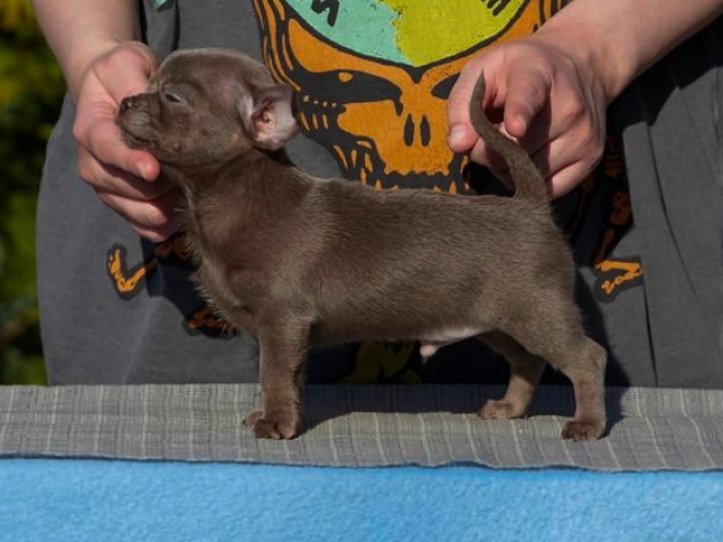 Chihuahua Welpe kaufen