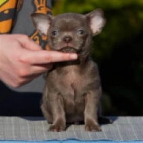 Hush Puppy, choco Chihuahua for sale