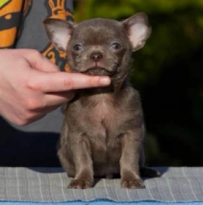 Chihuahua Welpe kaufen