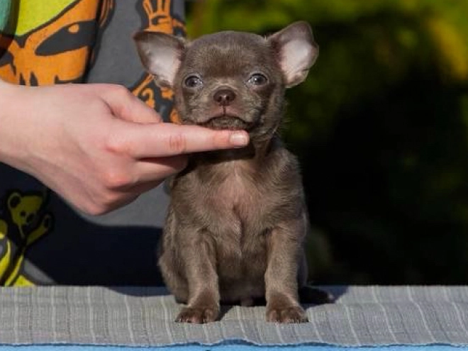 Chihuahua Welpe kaufen