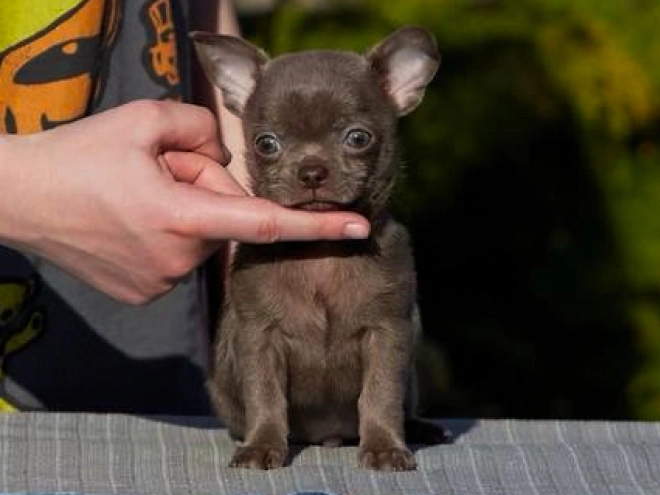 Chihuahua Welpe kaufen