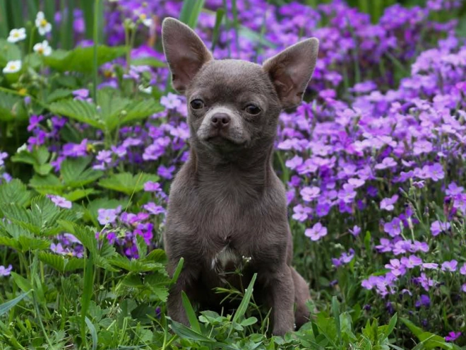 Chihuahua Welpe kaufen