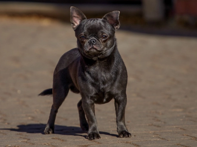 Chihuahua Welpe kaufen