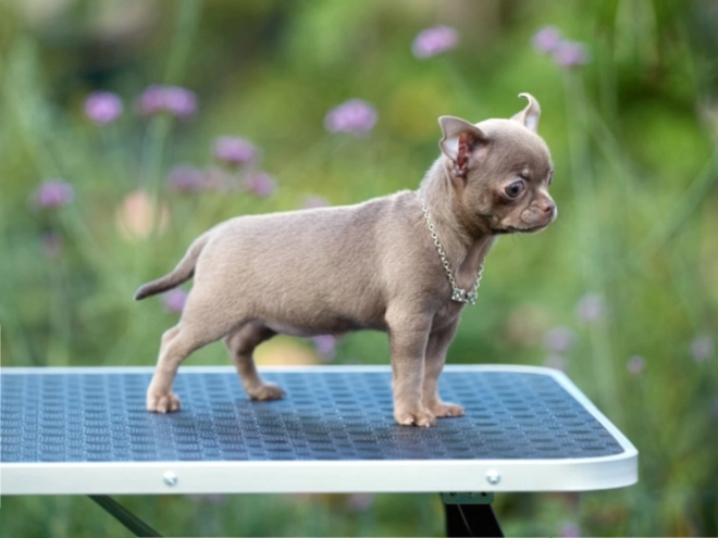 Chihuahua Welpe kaufen