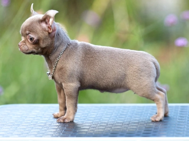Chihuahua Welpe kaufen