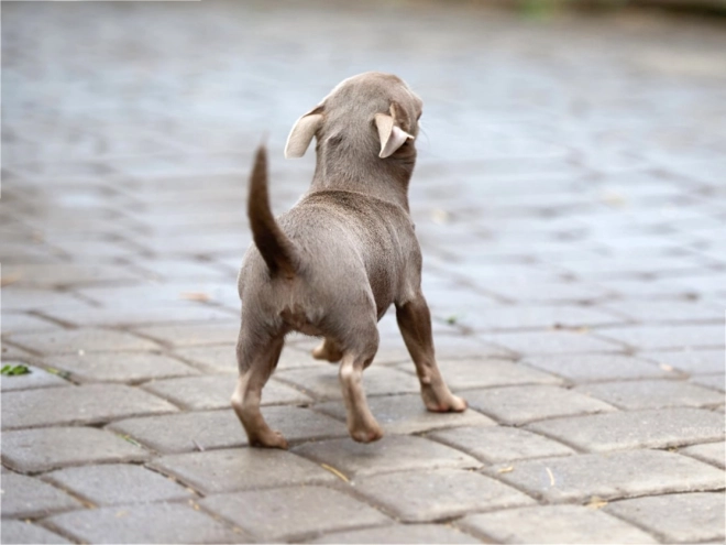 Chihuahua Welpe kaufen