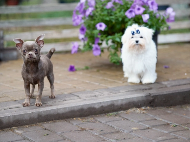 Chihuahua Welpe kaufen