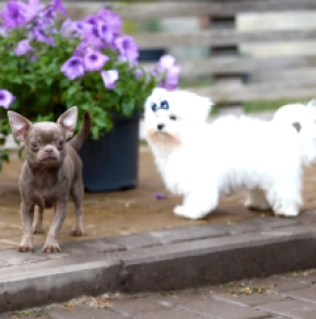 Chihuahua Welpe kaufen