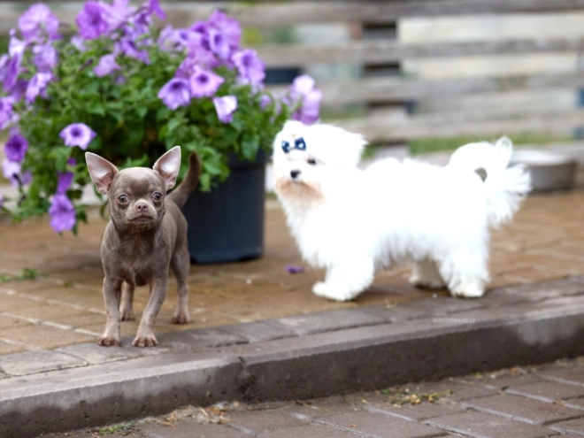 Chihuahua Welpe kaufen