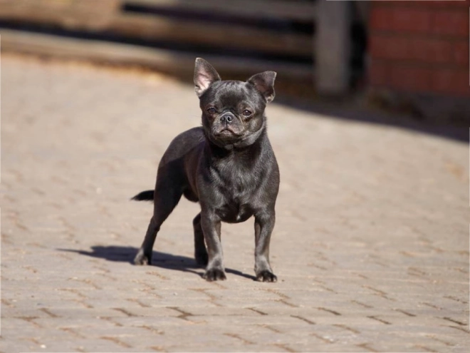 Chihuahua Welpe kaufen