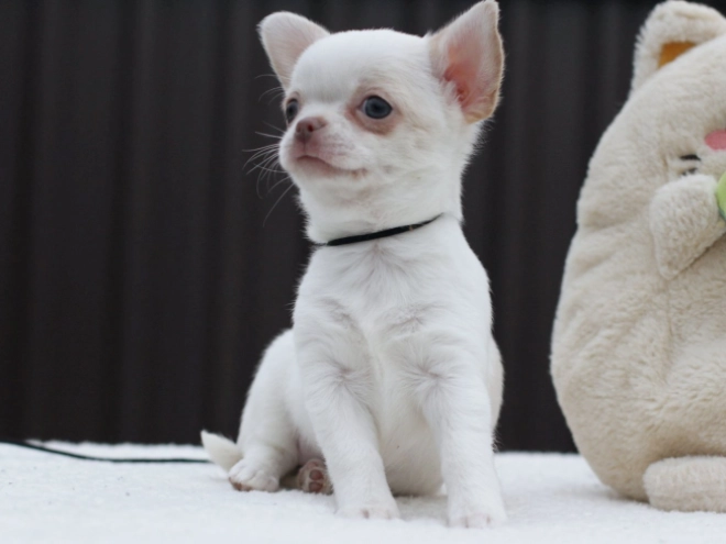 Chihuahua Welpe zu verkaufen