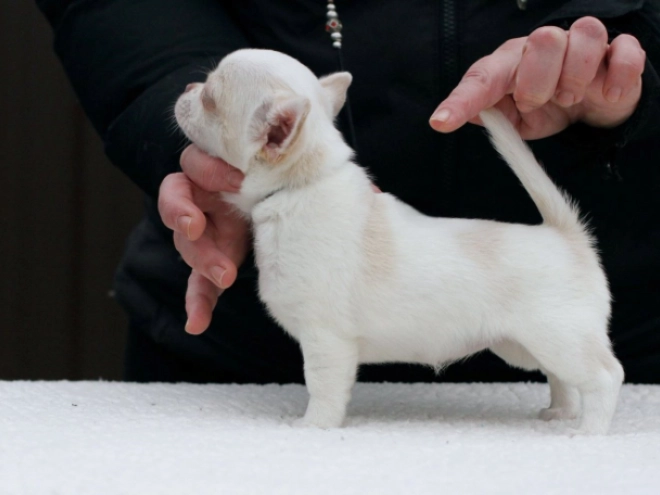 Chihuahua Welpe zu verkaufen
