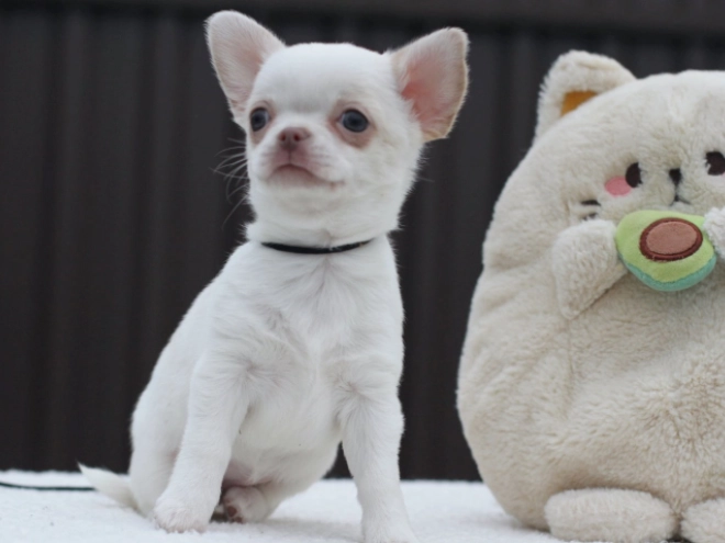 Chihuahua Welpe zu verkaufen
