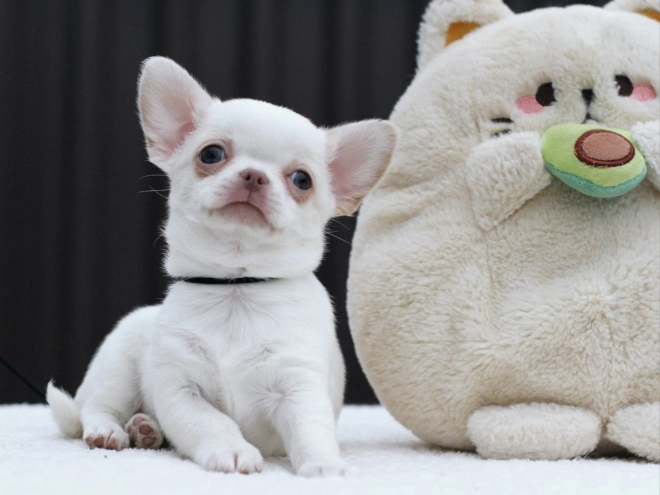 Chihuahua Welpe zu verkaufen