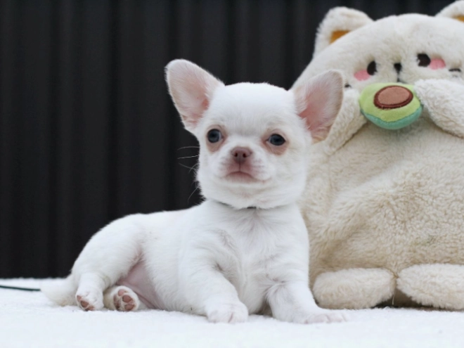 Chihuahua Welpe zu verkaufen