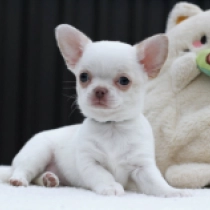 Perros Chihuahua en venta
