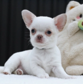 Chihuahua Welpe zu verkaufen