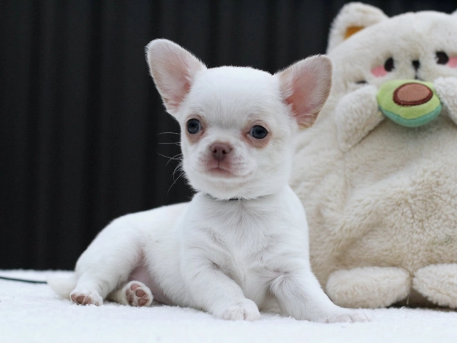 Chihuahua Welpe zu verkaufen