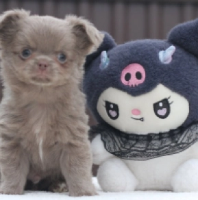 Chihuahua Welpe zu verkaufen