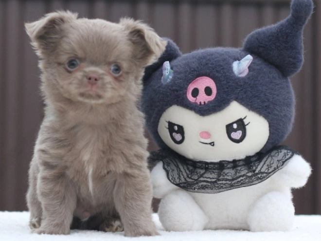 Chihuahua Welpe zu verkaufen