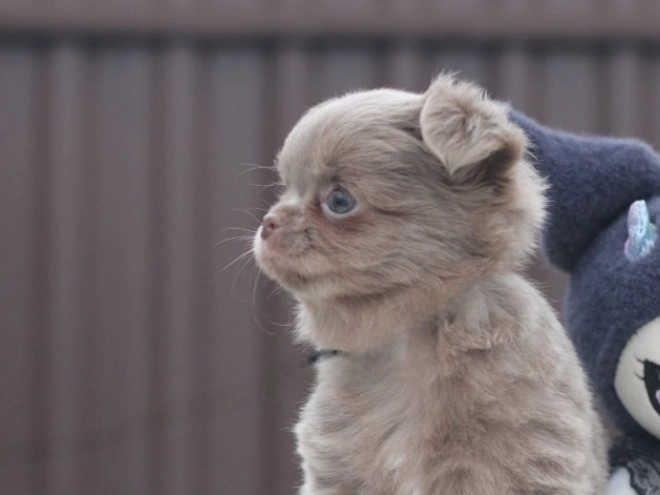Chihuahua Welpe zu verkaufen