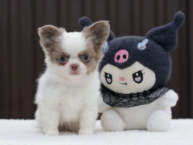 Chihuahua puppy for sale