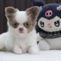 Perros Chihuahua en venta