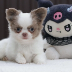 Chihuahua Welpe zu verkaufen