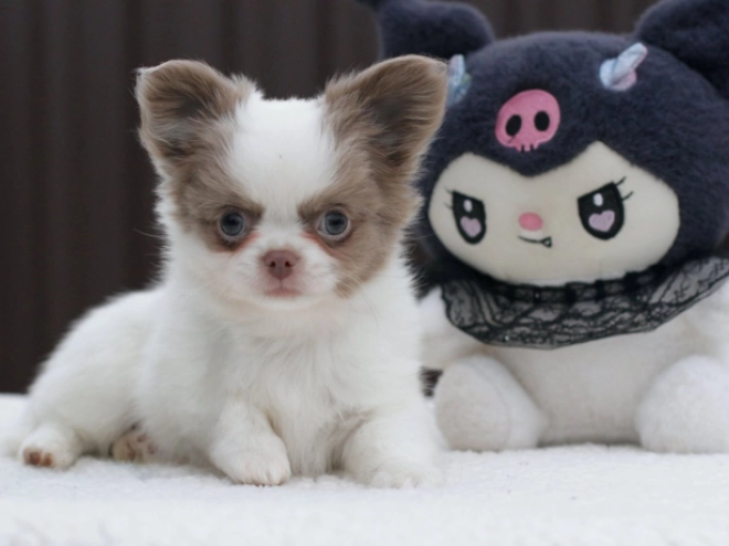 Chihuahua puppy for sale