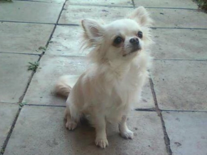 Chihuahua Welpe zu verkaufen