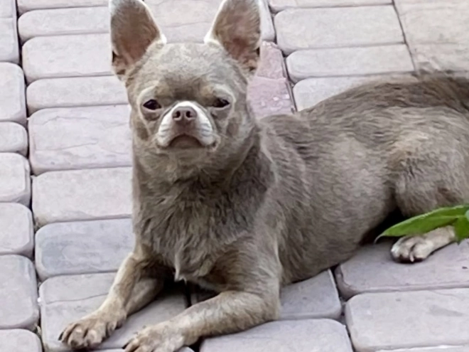 Chihuahua Welpe zu verkaufen