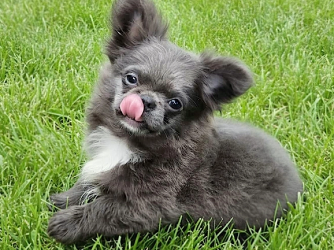 Chihuahua puppy for sale