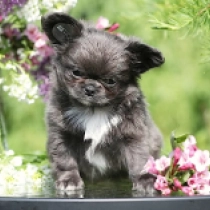 Escalade, blue Chihuahua for sale