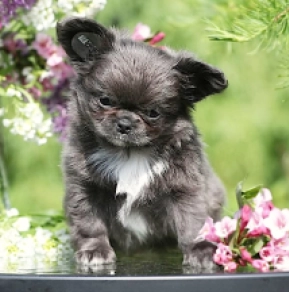 Chihuahua Welpe kaufen
