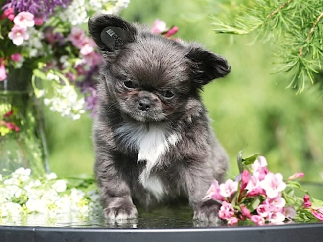 Chihuahua puppy for sale